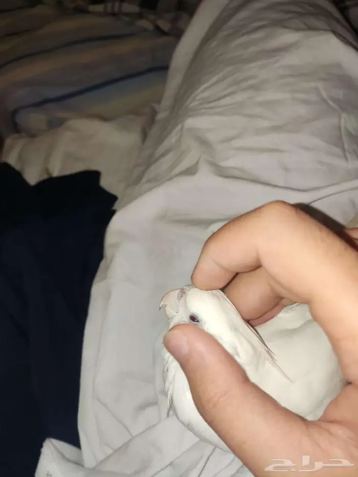 طائر أو عصفور كروان أو كوكتيل 0