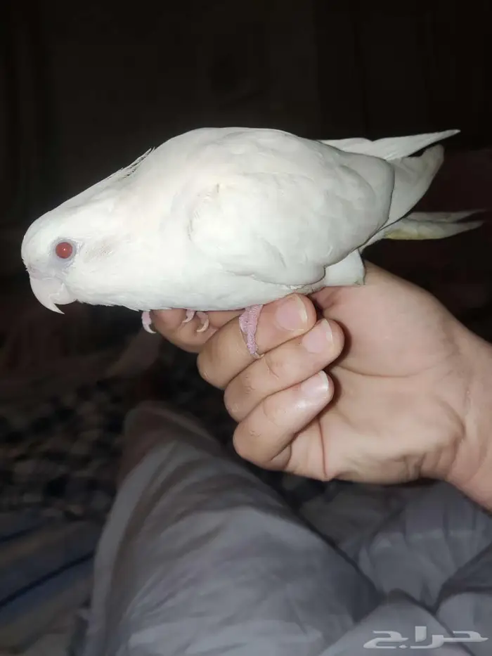 طائر أو عصفور كروان أو كوكتيل 2