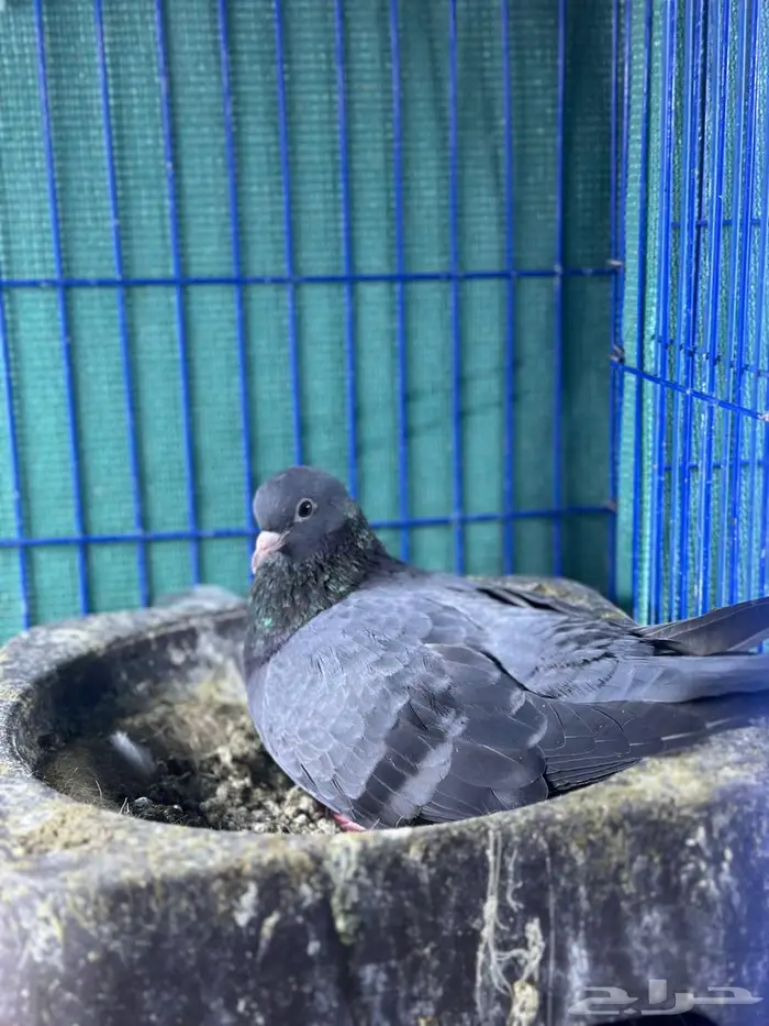 جوز صنعاوي منتج 2