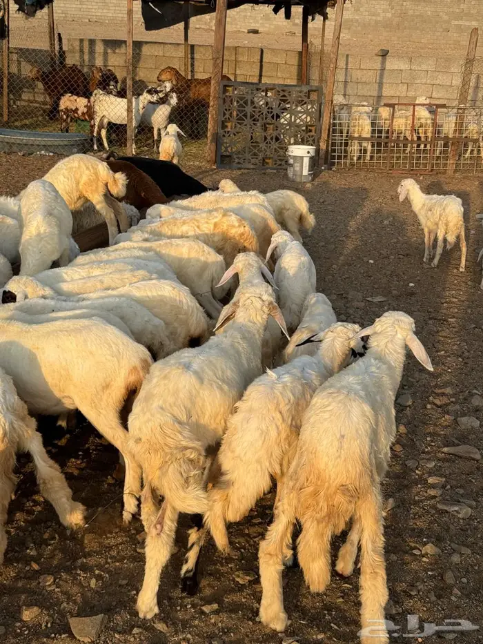 طليان ورخال حري 0