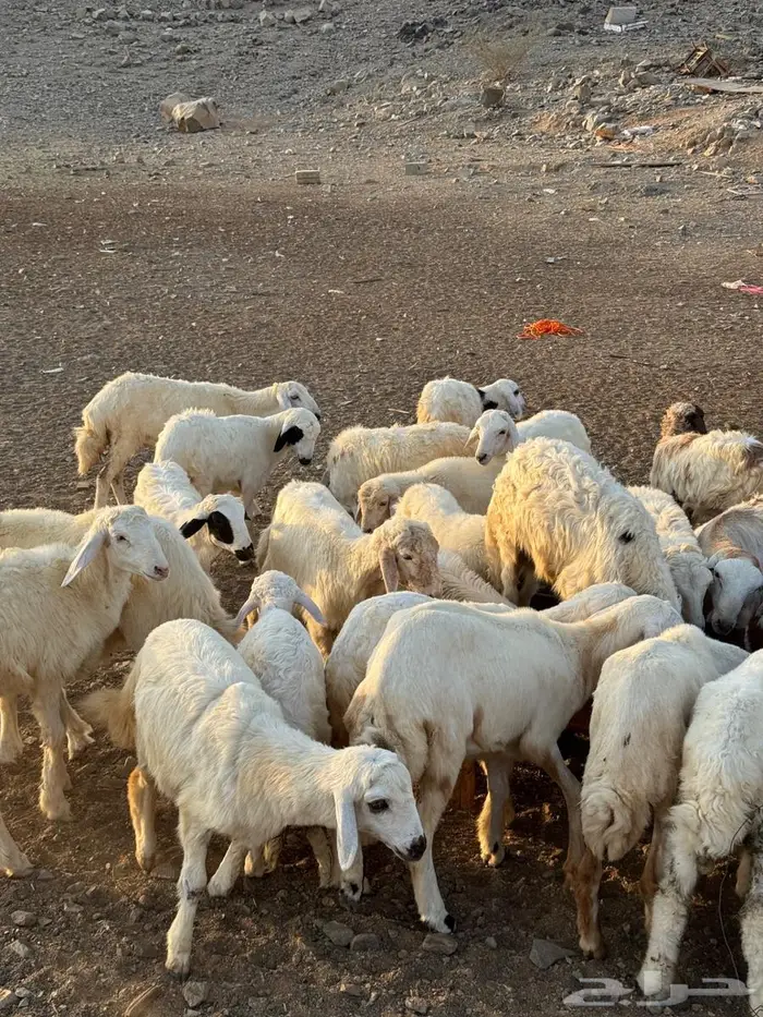 طليان ورخال حري 2