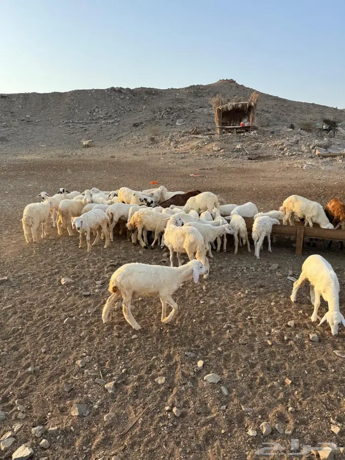 طليان ورخال حري 3