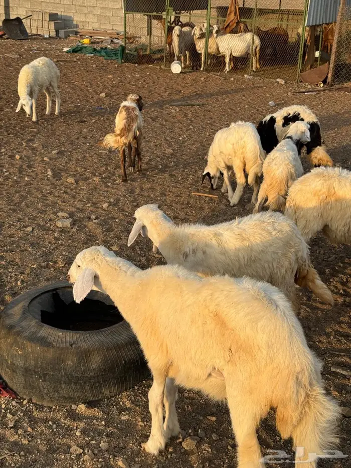طليان ورخال حري 1