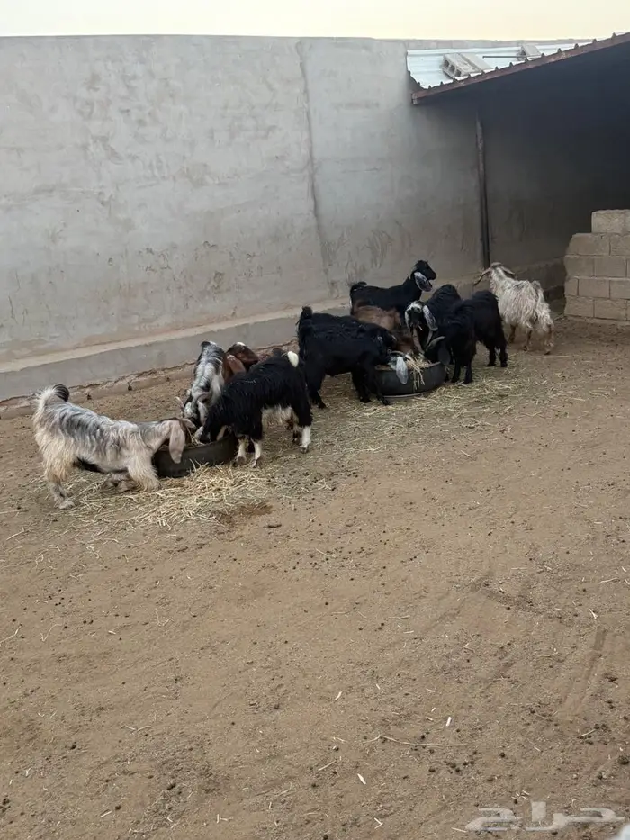 للبيع 23 راس تيوس واجفار 1