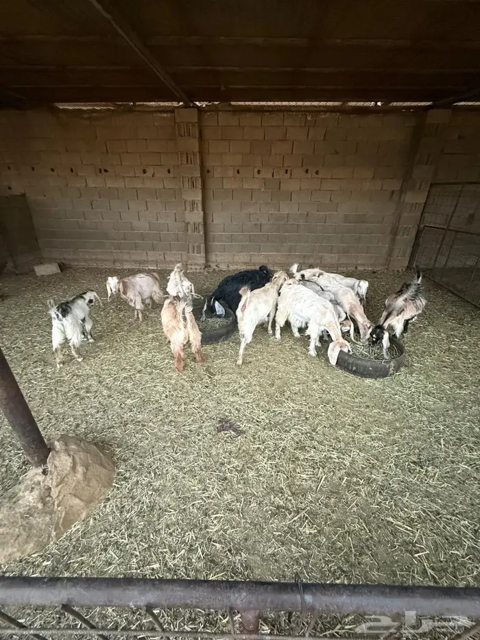 للبيع 23 راس تيوس واجفار 0