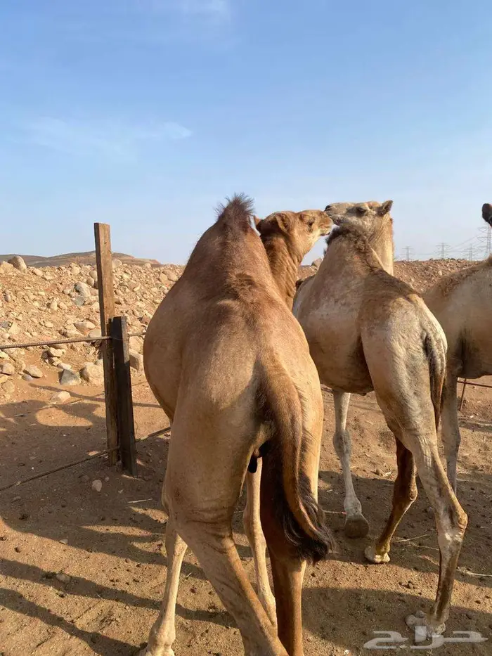 قعدان يوجد حجز مسبق 4