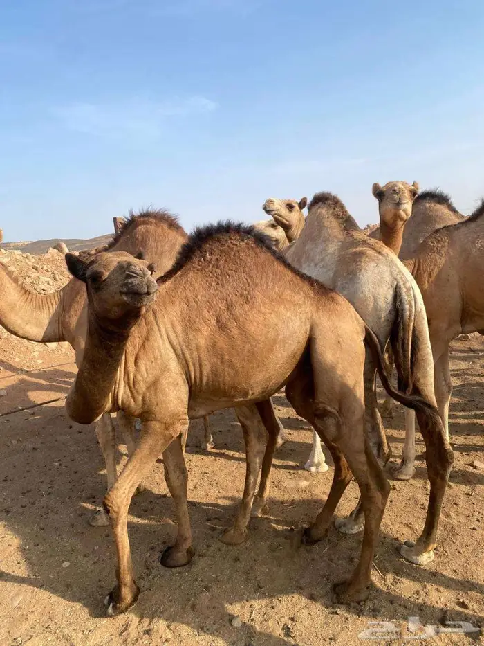 قعدان يوجد حجز مسبق 2