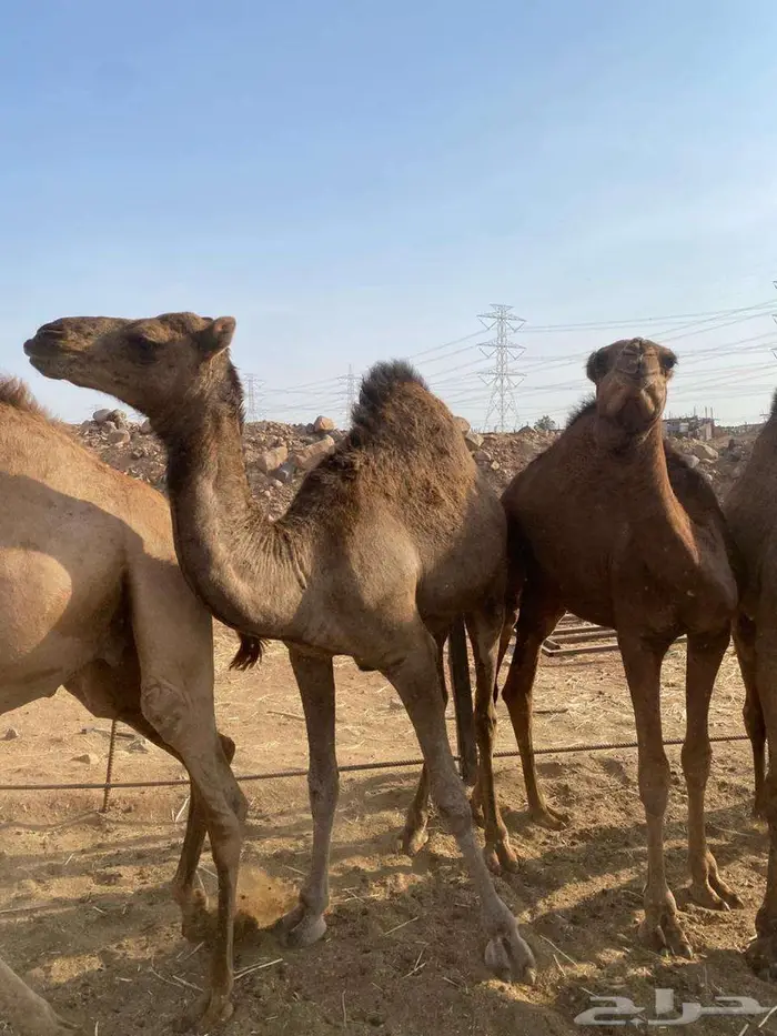 قعدان يوجد حجز مسبق 0
