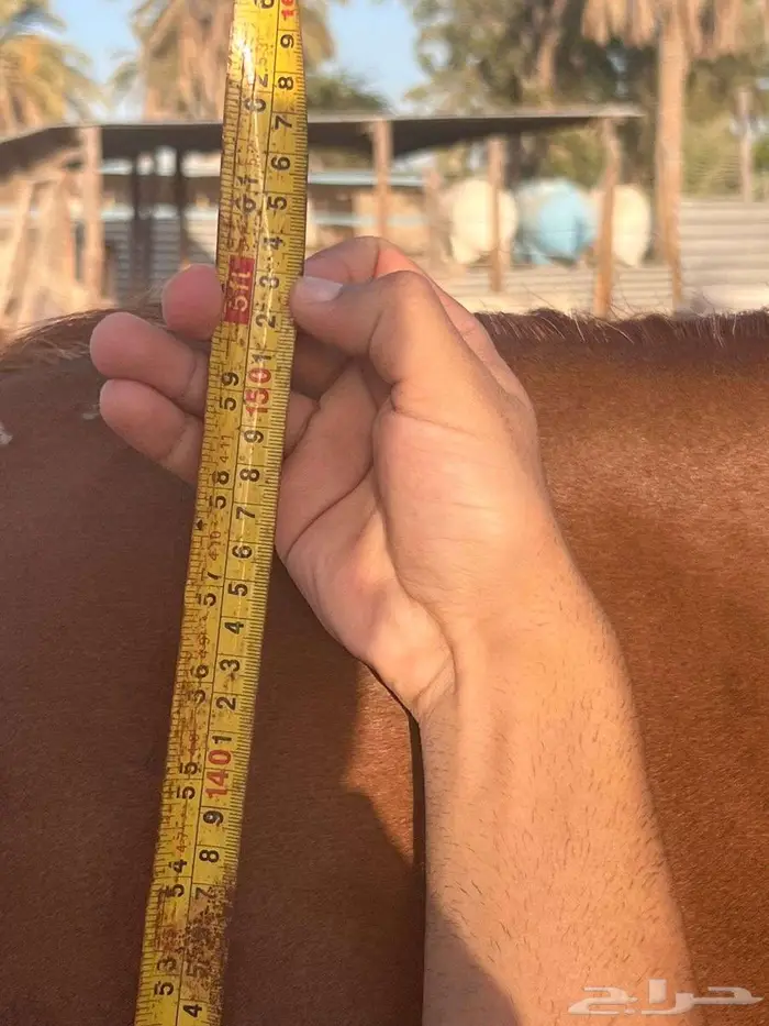 فرس واهو ريس لقاح ثقيل 2