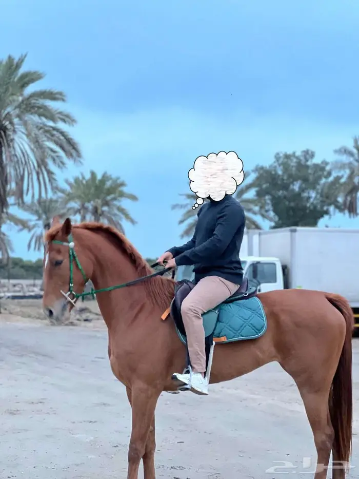 فرس واهو ريس لقاح ثقيل 4