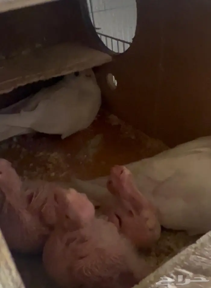 جوز كروان البينو مع فرووحه 0