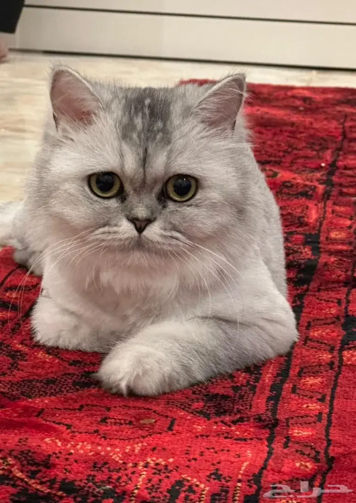 قطط للبيع شيرازي 0
