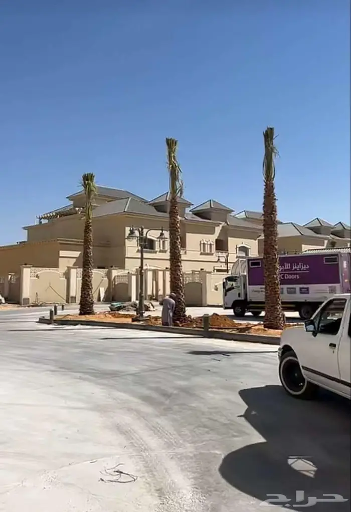نخل واشنطني للبيع 4