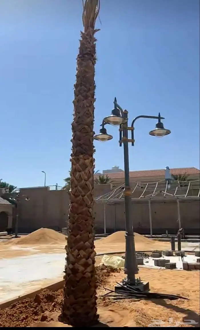 نخل واشنطني للبيع 2