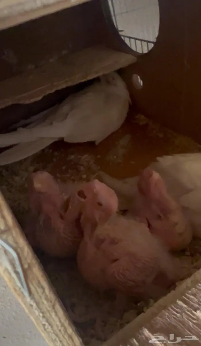 جوز كروان البينو مع فرووحه 1