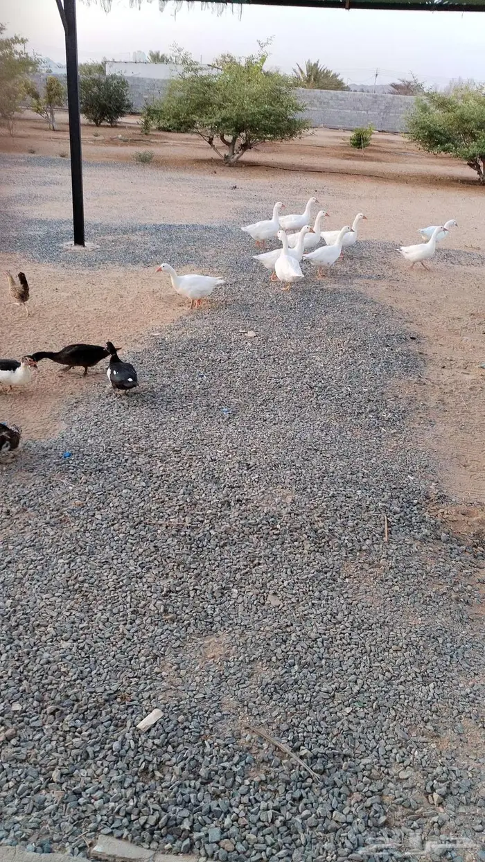 بط بلدي ودجاج للبيع 4