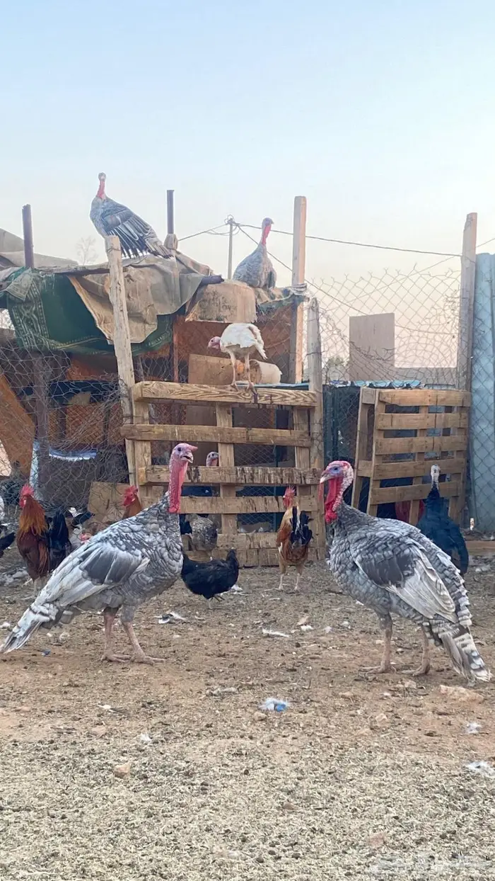 دجاج رومي ديك رومي 1