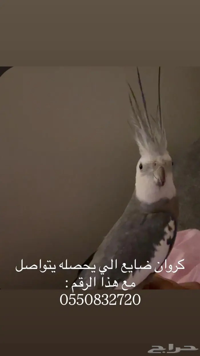 بريده 0