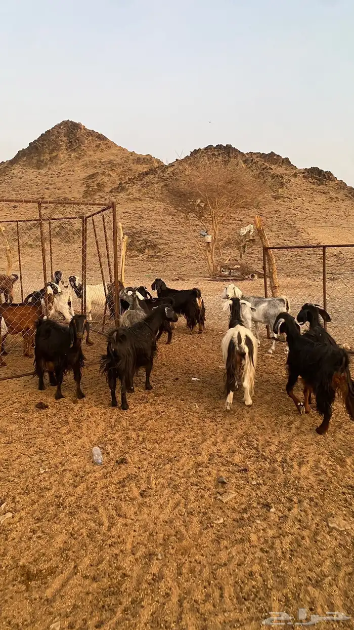 معزا للبيع الموقع العيص 1