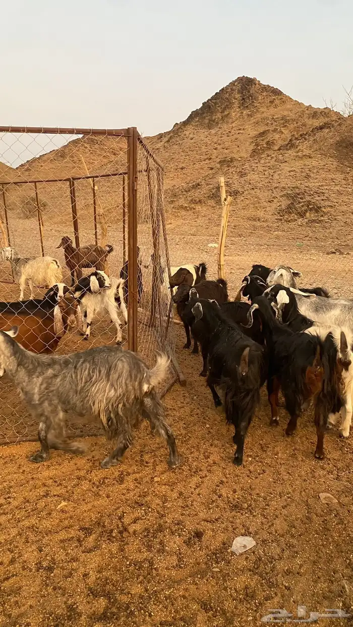 معزا للبيع الموقع العيص 2