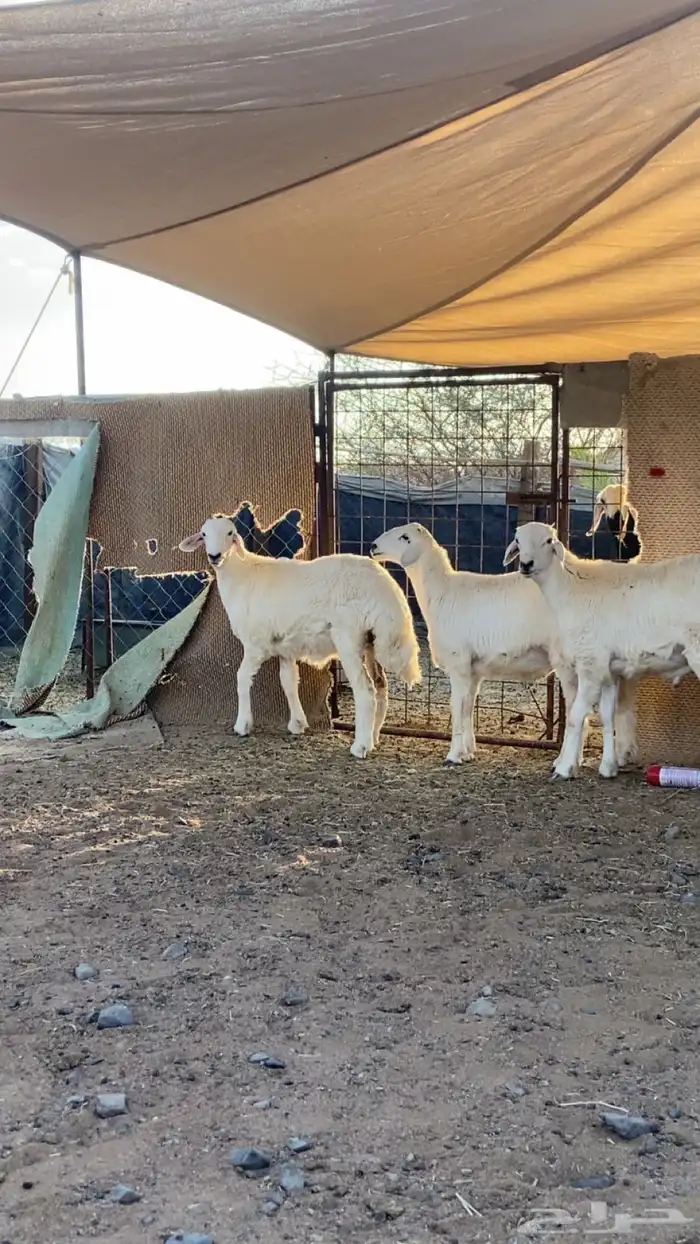 ذبايح بريه حري ونجد فاخر يوجد سلخ وتوصيل 1