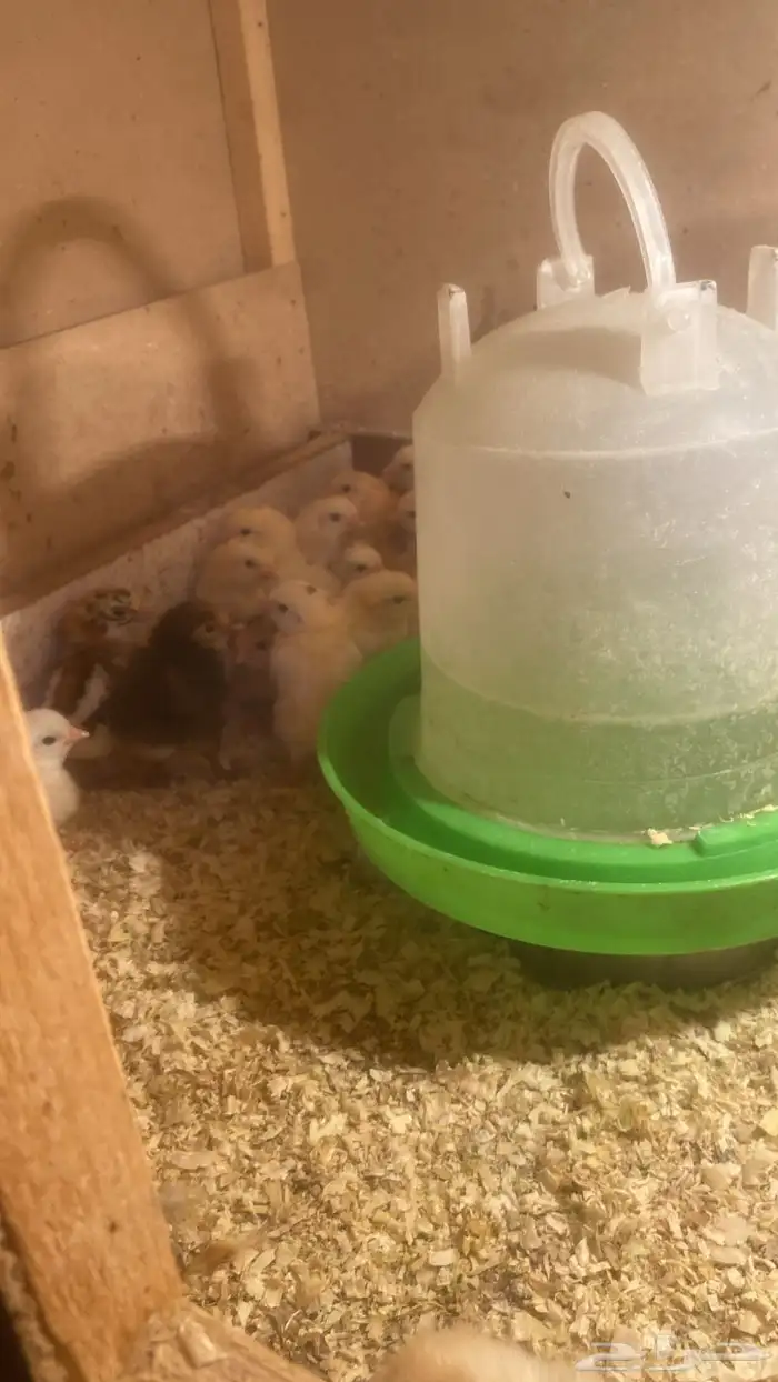 صوص دجاج بلدي 3