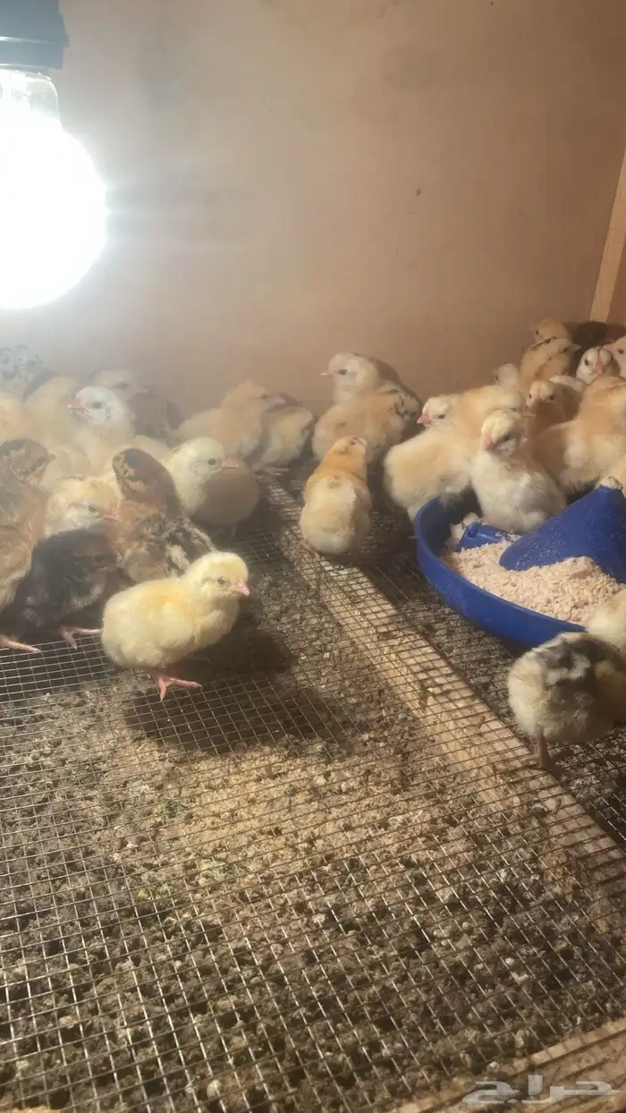 صوص دجاج بلدي 0