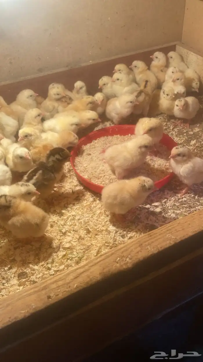 صوص دجاج بلدي 2