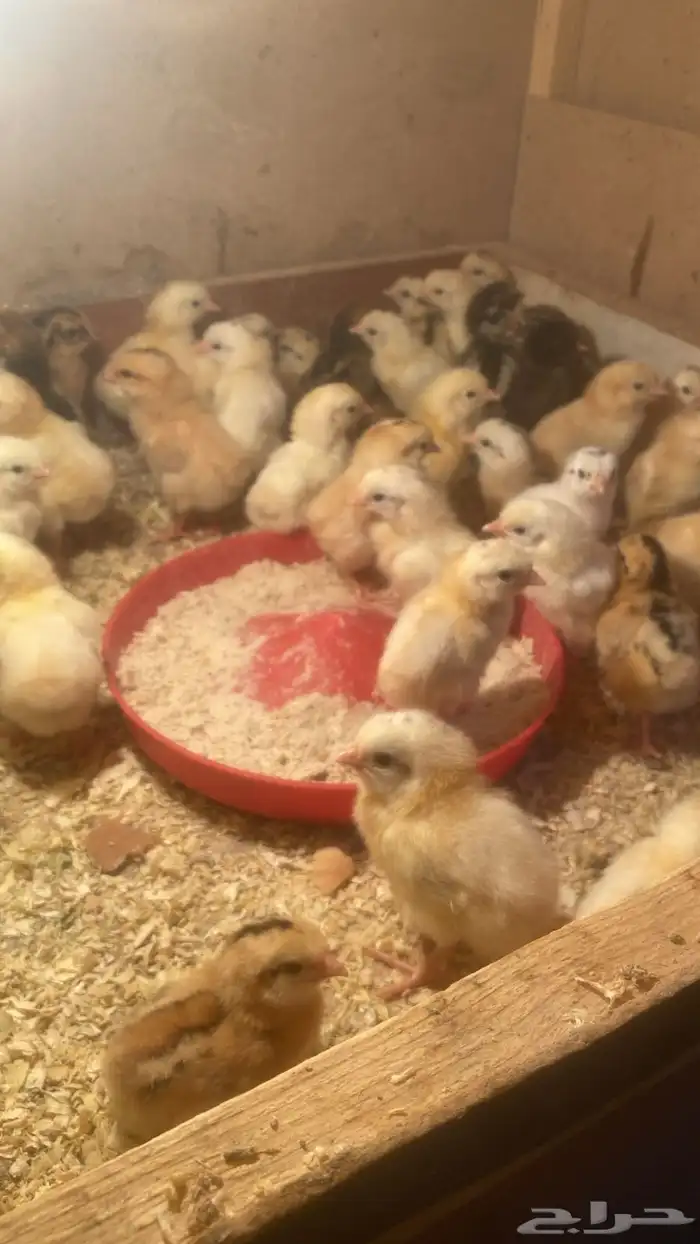 صوص دجاج بلدي 4