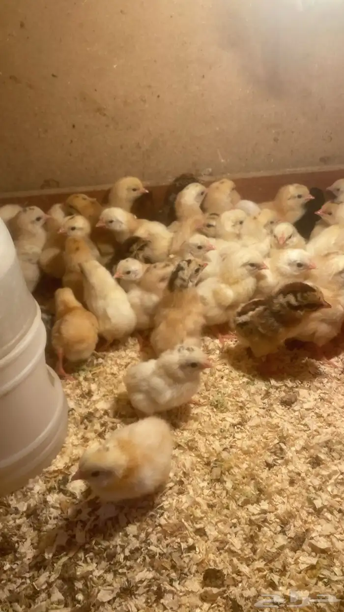 صوص دجاج بلدي 1