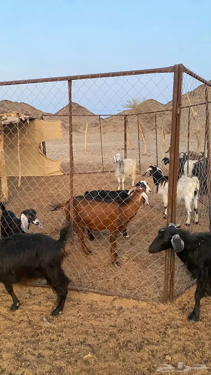 معزا للبيع الموقع العيص 3