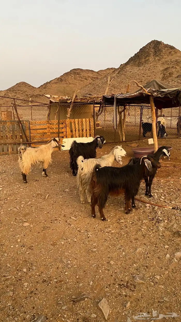 معزا للبيع الموقع العيص 0