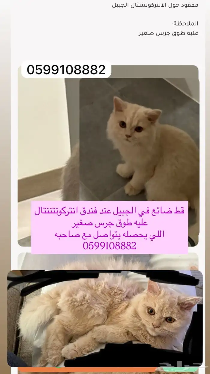 قط مفقود في الجبيل 0