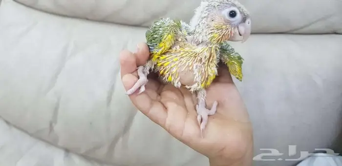 فرخ كنيور يقبل الغر بشراهه 0