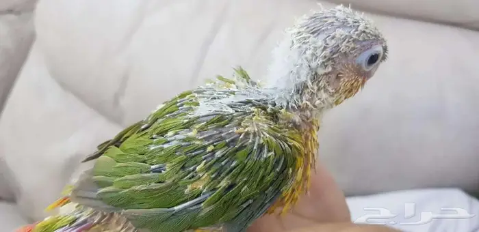 فرخ كنيور يقبل الغر بشراهه 2