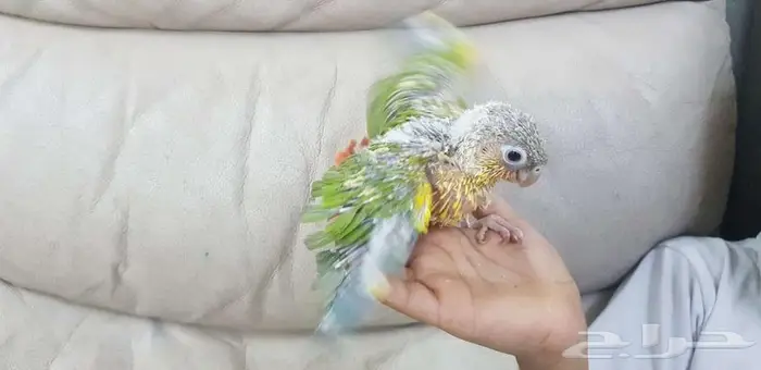 فرخ كنيور يقبل الغر بشراهه 1