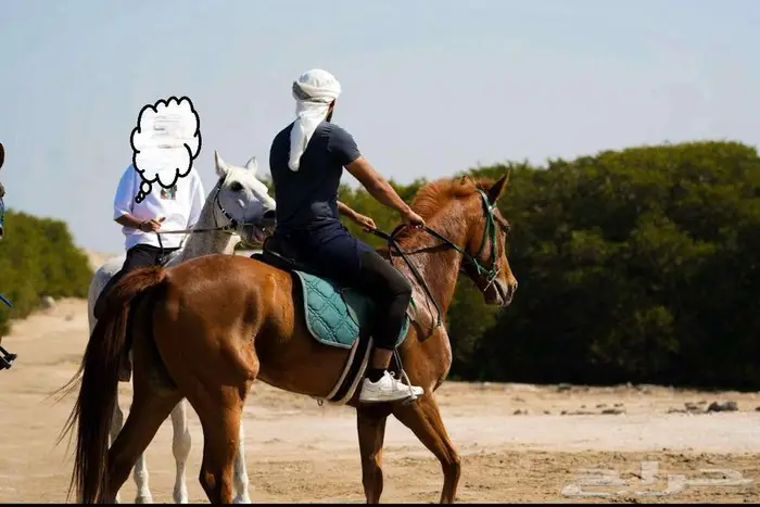 فرس واهو ريس لقاح ثقيل 3