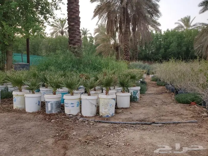 نخل واشنطن 4