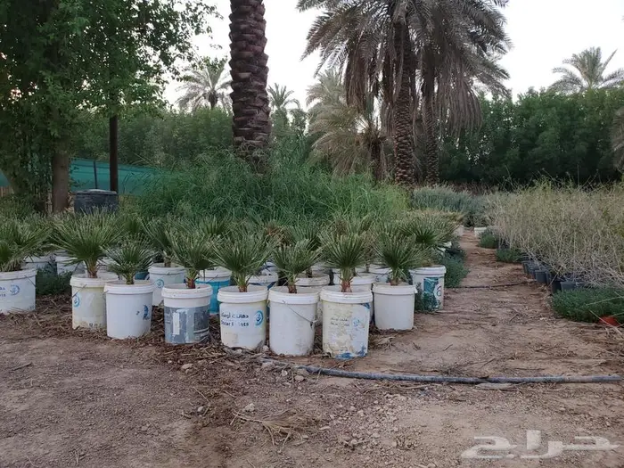 نخل واشنطن 3