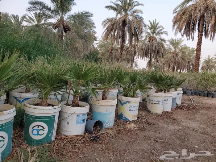 نخل واشنطن 6