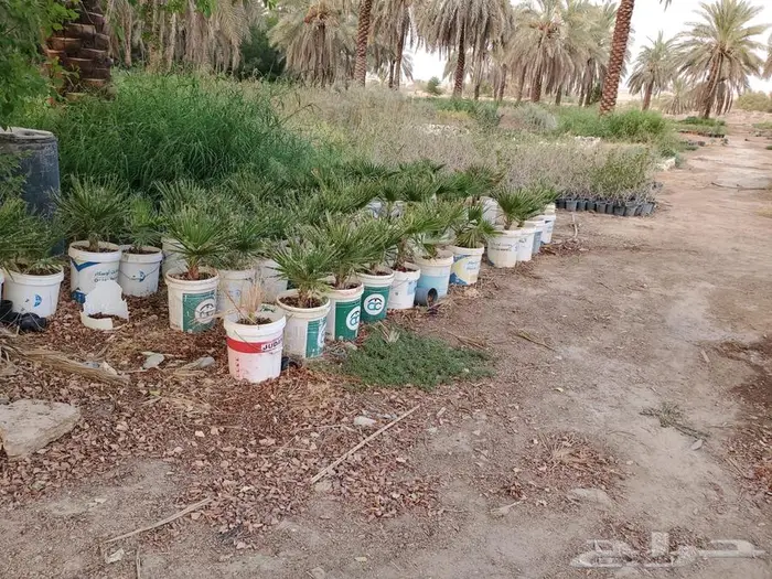 نخل واشنطن 5