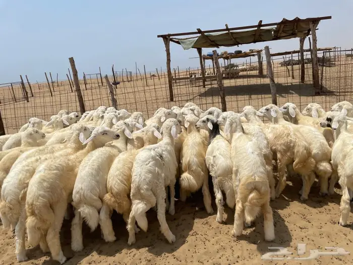 بهم حري 50 ( تم البيع ) 1