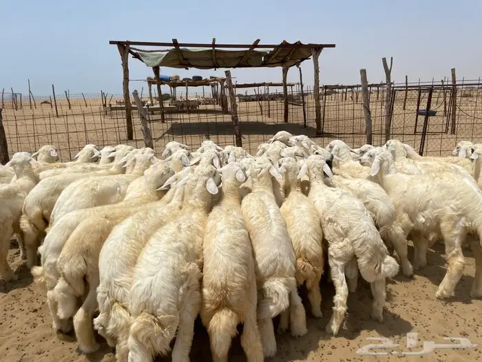 بهم حري 50 ( تم البيع ) 0