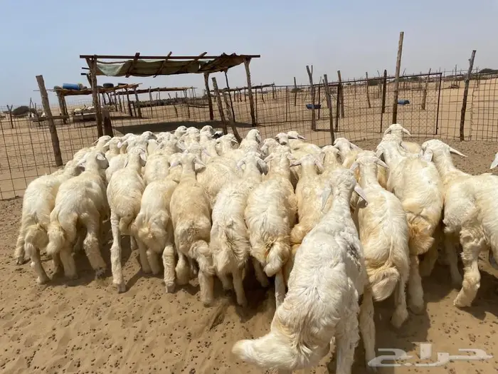 بهم حري 50 ( تم البيع ) 3