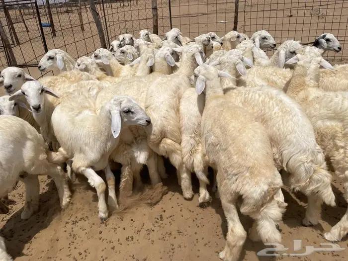 بهم حري 50 ( تم البيع ) 6