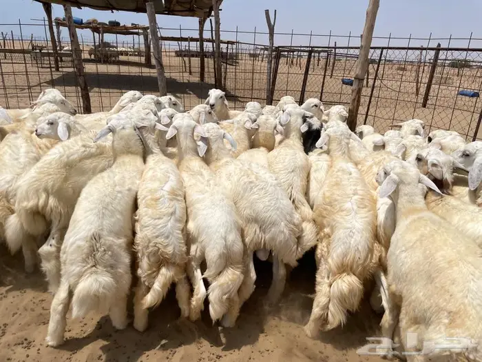 بهم حري 50 ( تم البيع ) 2