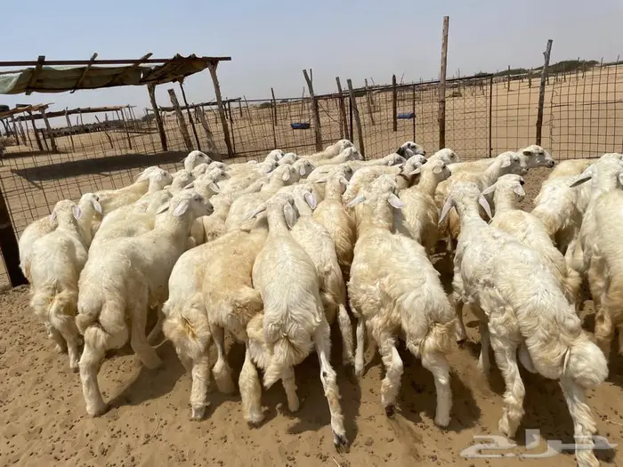 بهم حري 50 ( تم البيع ) 5