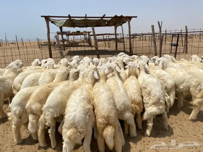 بهم حري 50 ( تم البيع ) 4