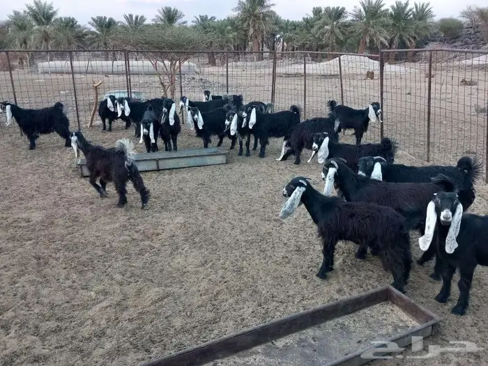 للتاسيس جفرات تم البيع الله يباركه 6