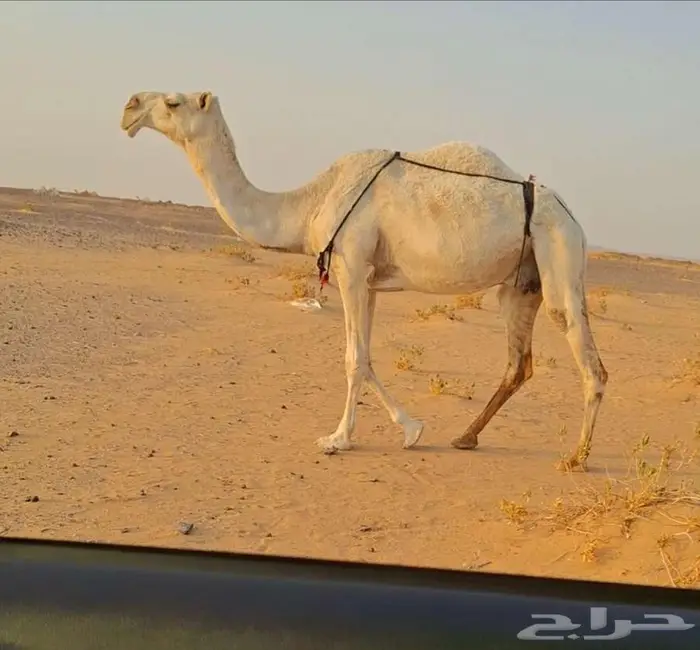وضحا طيبه 0